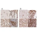 Merck Anti-RPN1 antibody produced in rabbit