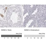 Merck Anti-SMIM2 antibody produced in rabbit