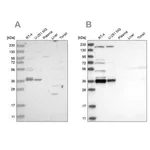 Merck Anti-C1orf131 antibody produced in rabbit