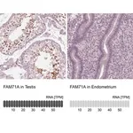 Merck Anti-FAM71A antibody produced in rabbit