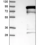 Merck Anti-CRTC2 antibody produced in rabbit