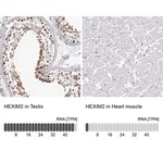 Merck Anti-HEXIM2 antibody produced in rabbit