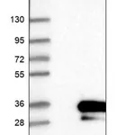 Merck Anti-RSG1 antibody produced in rabbit