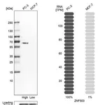 Merck Anti-ZNF503 antibody produced in rabbit