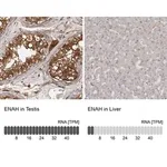 Merck Anti-ENAH antibody produced in rabbit