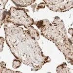 Merck Anti-CRTC2 antibody produced in rabbit