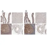 Merck Anti-MSH6 antibody produced in rabbit