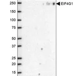 Merck Anti-EIF4G1 antibody produced in rabbit