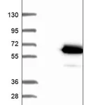 Merck Anti-GABPB2 antibody produced in rabbit