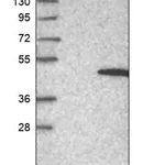 Merck Anti-NSUN4 antibody produced in rabbit
