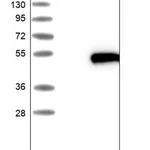 Merck Anti-HENMT1 antibody produced in rabbit