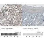 Merck Anti-L1TD1 antibody produced in rabbit