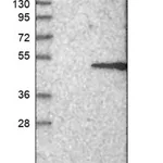 Merck Anti-STRADB antibody produced in rabbit