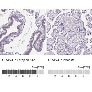 Merck Anti-CFAP74 antibody produced in rabbit