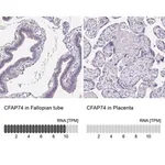 Merck Anti-CFAP74 antibody produced in rabbit