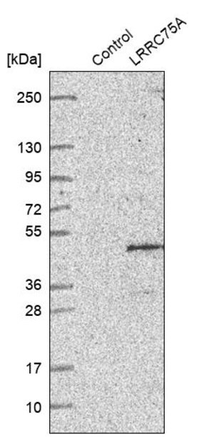 Merck Anti-LRRC75A antibody produced in rabbit