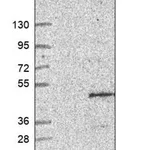 Merck Anti-LRRC75A antibody produced in rabbit