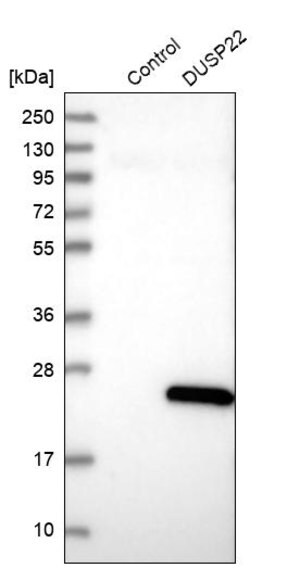 Merck Anti-DUSP22 antibody produced in rabbit