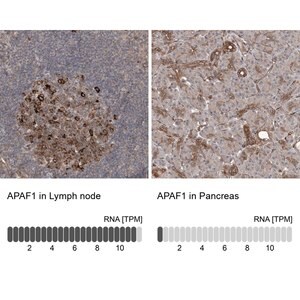 Merck Anti-APAF1 antibody produced in rabbit