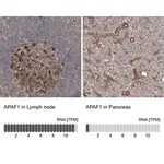 Merck Anti-APAF1 antibody produced in rabbit