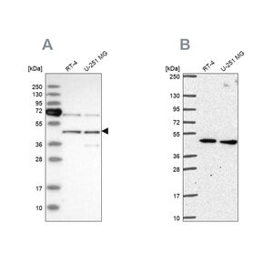 Merck Anti-SLC25A24 antibody produced in rabbit
