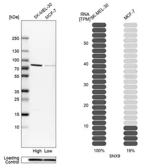 Merck Anti-SNX9 antibody produced in rabbit