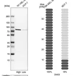 Merck Anti-SNX9 antibody produced in rabbit