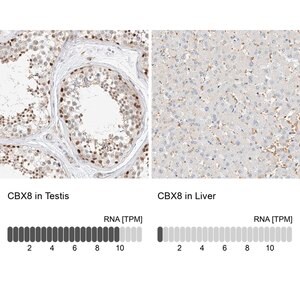 Merck Anti-CBX8 antibody produced in rabbit