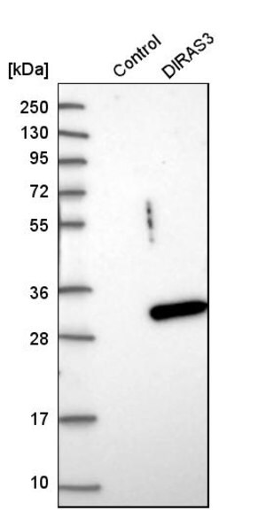 Merck Anti-DIRAS3 antibody produced in rabbit
