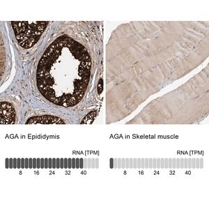 Merck Anti-AGA antibody produced in rabbit
