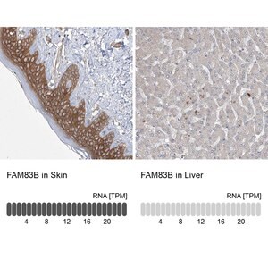Merck Anti-FAM83B antibody produced in rabbit