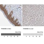 Merck Anti-FAM83B antibody produced in rabbit