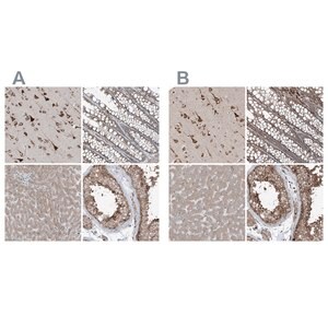Merck Anti-ERLEC1 antibody produced in rabbit