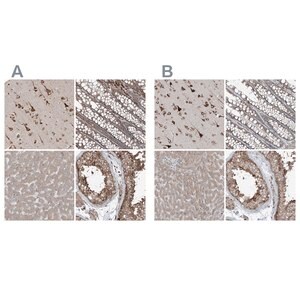 Merck Anti-ERLEC1 antibody produced in rabbit