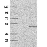 Merck Anti-STK19 antibody produced in rabbit