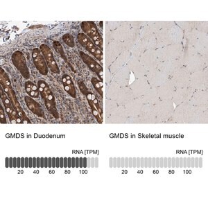 Merck Anti-GMDS antibody produced in rabbit