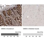 Merck Anti-GMDS antibody produced in rabbit