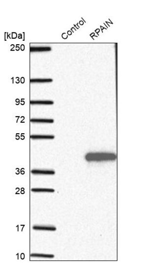 Merck Anti-RPAIN antibody produced in rabbit