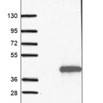 Merck Anti-RPAIN antibody produced in rabbit