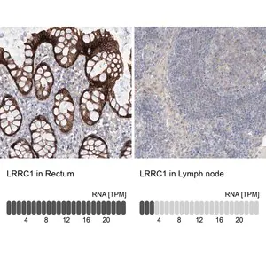 Merck Anti-LRRC1 antibody produced in rabbit