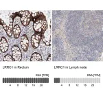 Merck Anti-LRRC1 antibody produced in rabbit