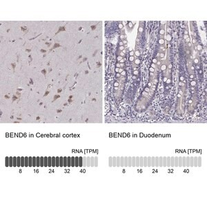 Merck Anti-BEND6 antibody produced in rabbit