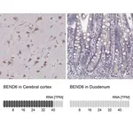 Merck Anti-BEND6 antibody produced in rabbit