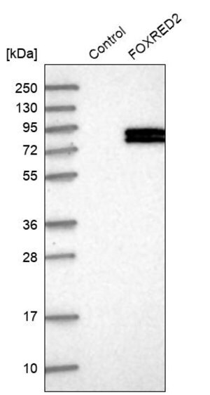 Merck Anti-FOXRED2 antibody produced in rabbit