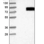 Merck Anti-FOXRED2 antibody produced in rabbit