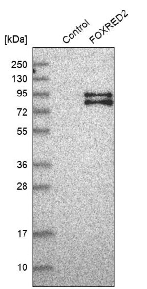 Merck Anti-FOXRED2 antibody produced in rabbit
