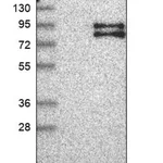 Merck Anti-FOXRED2 antibody produced in rabbit