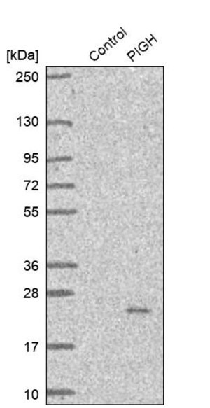 Merck Anti-PIGH antibody produced in rabbit