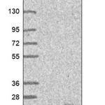 Merck Anti-PIGH antibody produced in rabbit