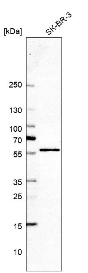 Merck Anti-GHDC antibody produced in rabbit